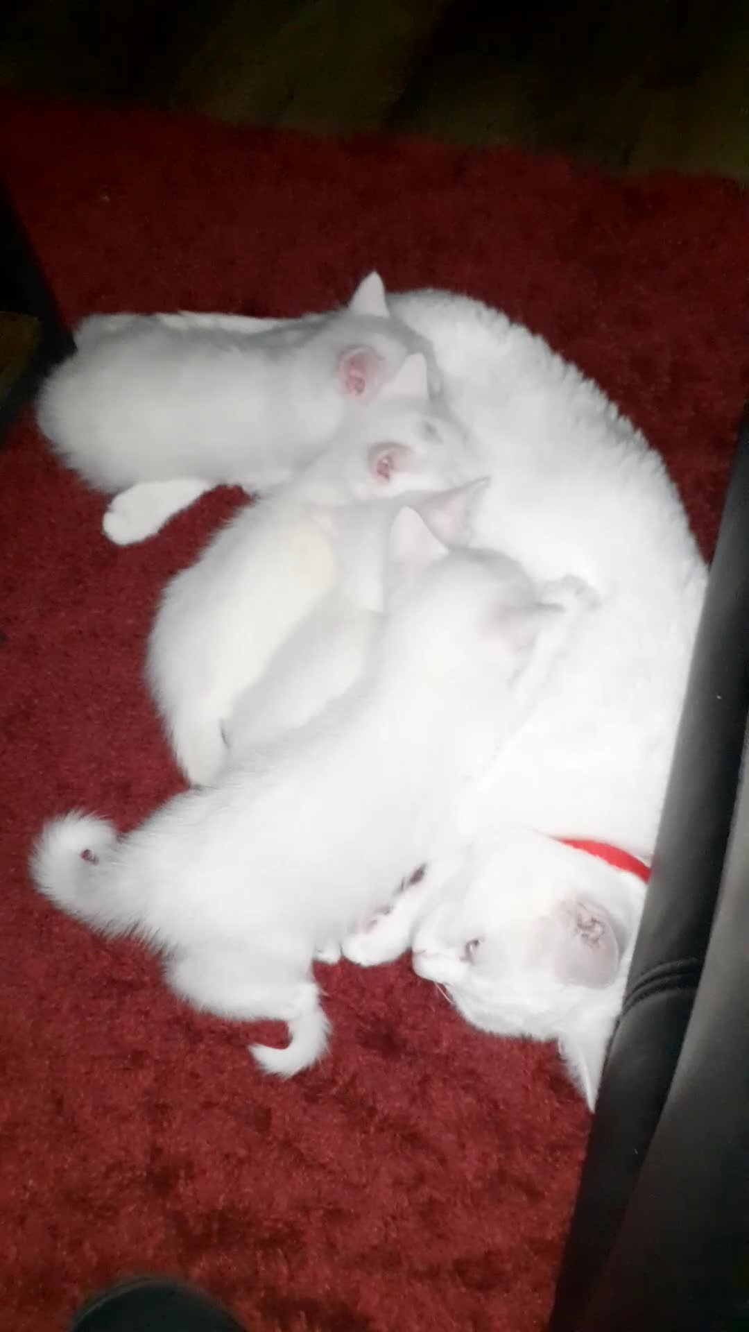 Khao Manee cats for sale: Khao manee  - Video 1