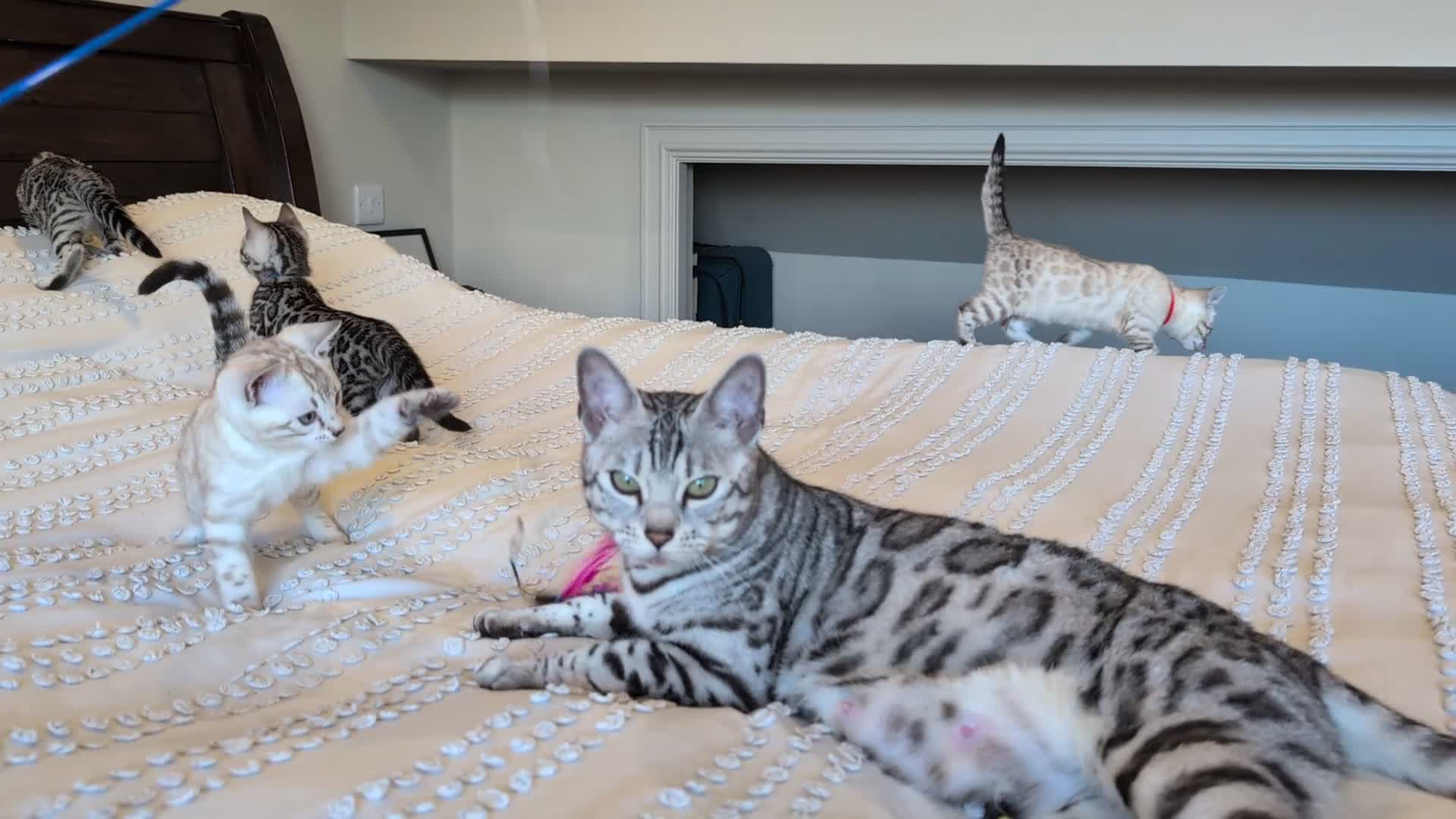 Bengal cats for sale: 🤍🩶🖤 Beautiful Bengal Kittens 🖤🩶🤍 - Video 4