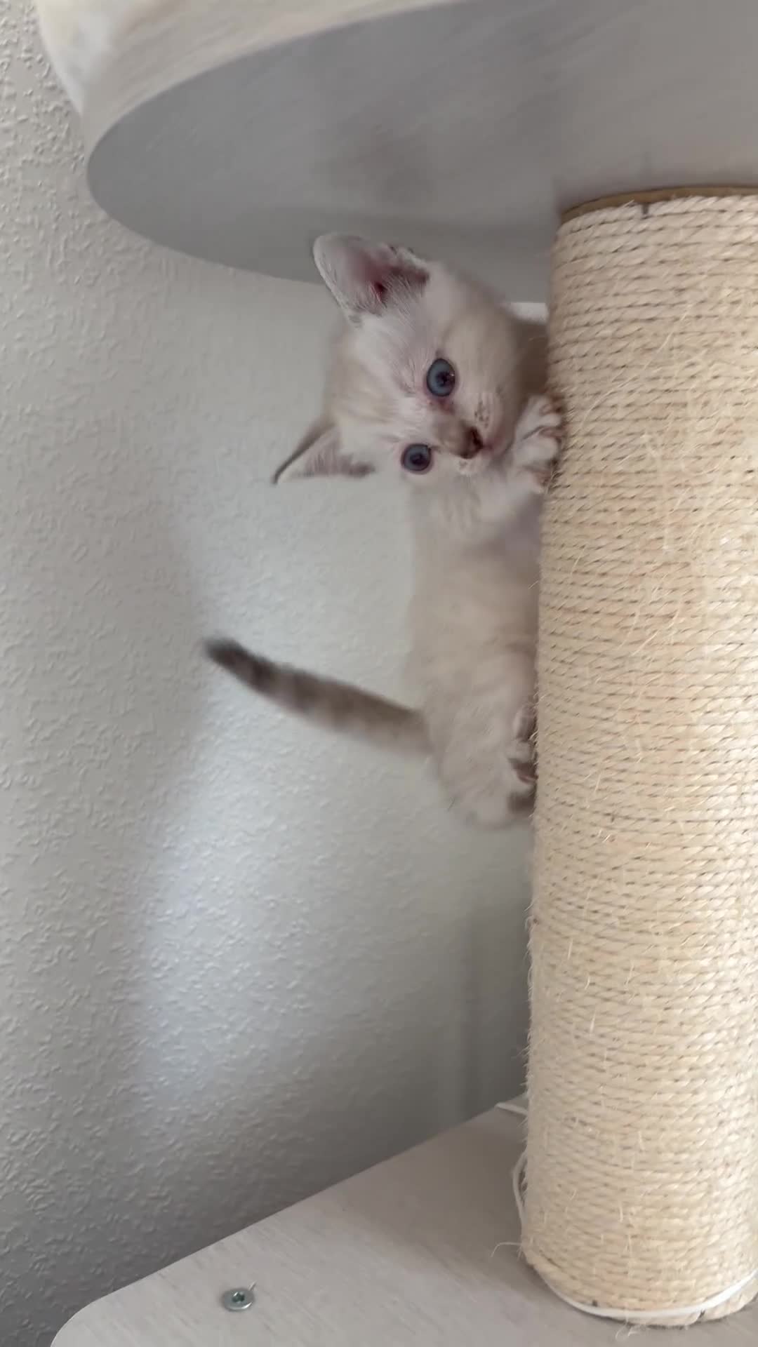 Mixed Breed cats for sale: Stunning British short hair x Bengal kittens  - Video 3