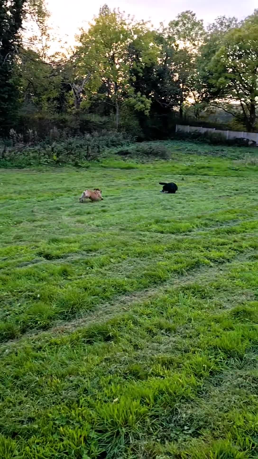 English Bulldog dogs for sale: 7 Year Old Bulldog Bitch-Super friendly 🥰 - Video 3