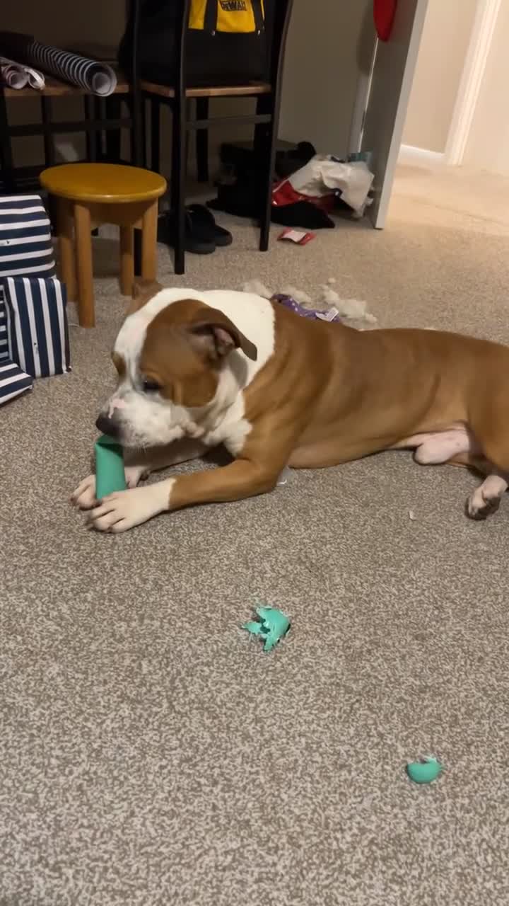 Mixed Breed dogs for sale: 3 year old staff x American bulldog  - Video 1