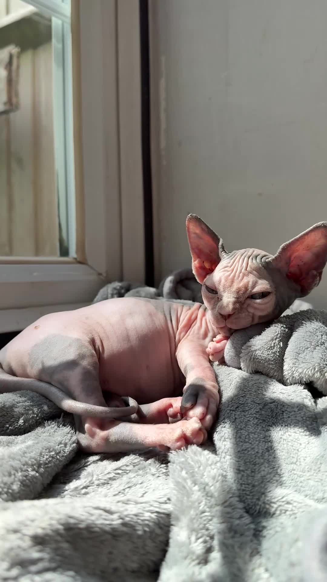 Sphynx cats for sale: Sphynx Kittens 😻 looking for new 🏡 - Video 1