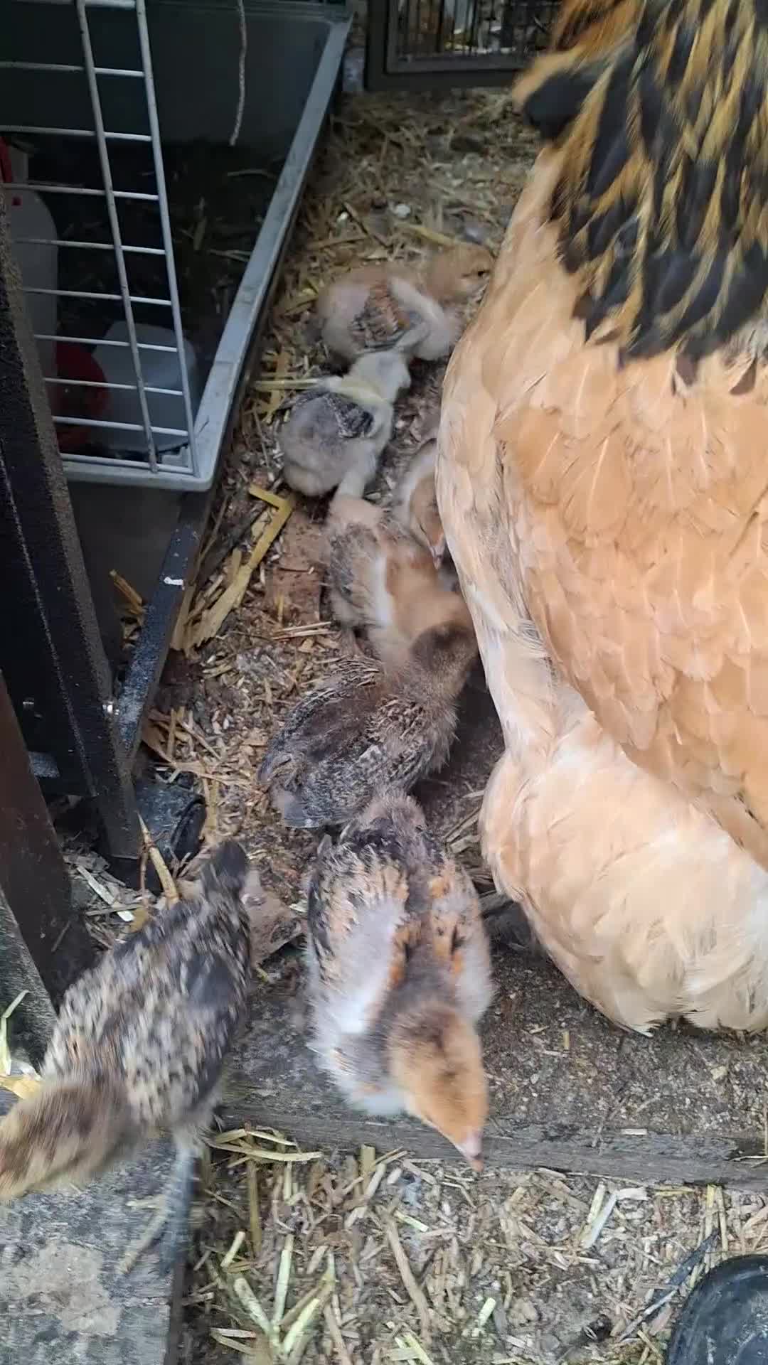 Chickens poultry for sale: Brahma chicks available  - Video 1