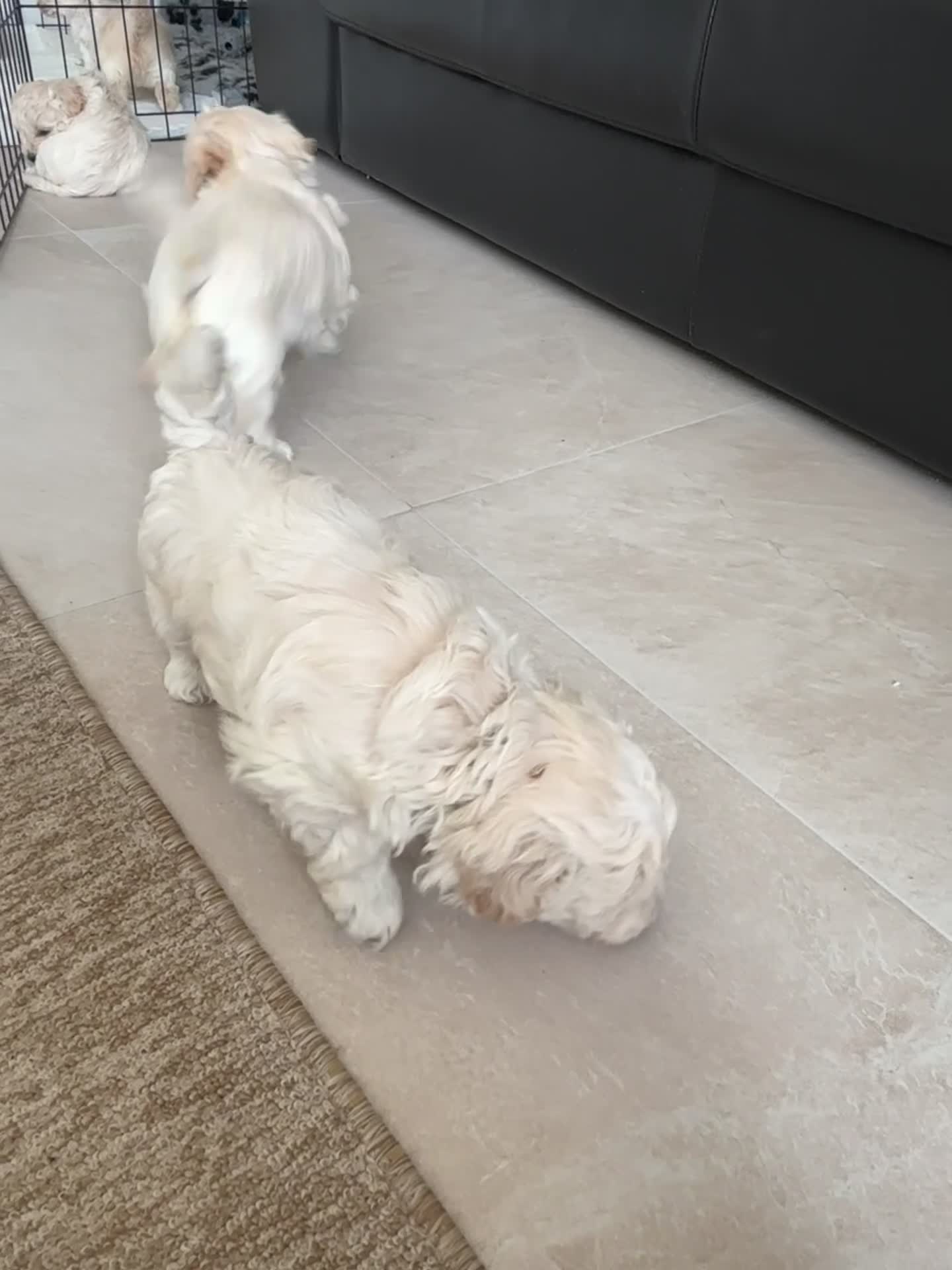 Maltipoo dogs for sale: Now ready for new homes.  - Video 1