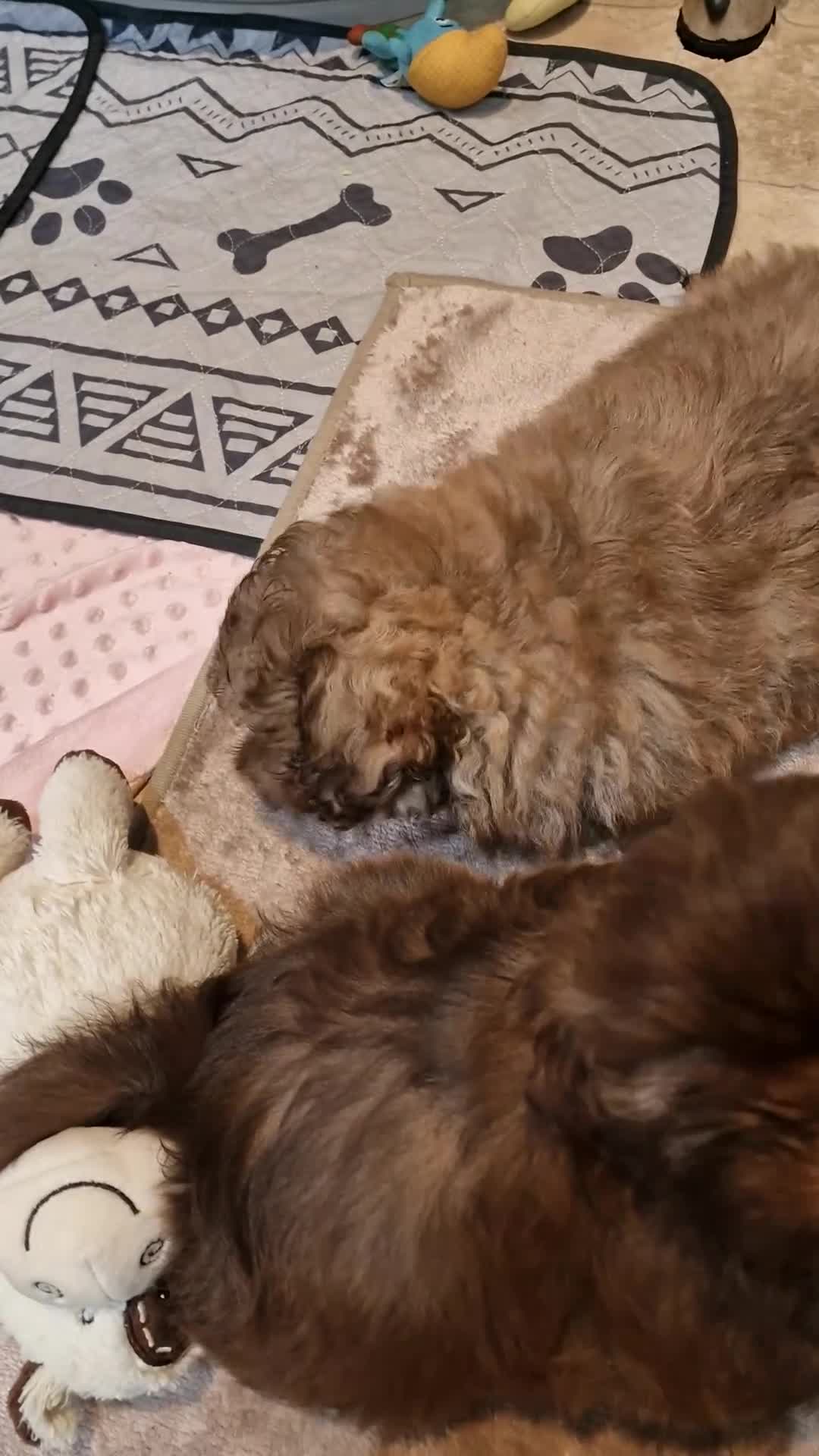 Shih Tzu dogs for sale: 🌸 Beautiful Shih Tzu Girls Available - Video 1