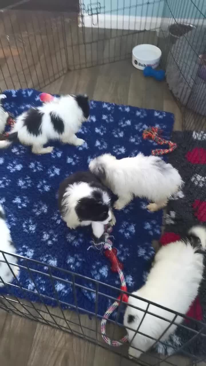 Mixed Breed dogs for sale: Samoyed X Welsh Border Collie Puppies - Video 2