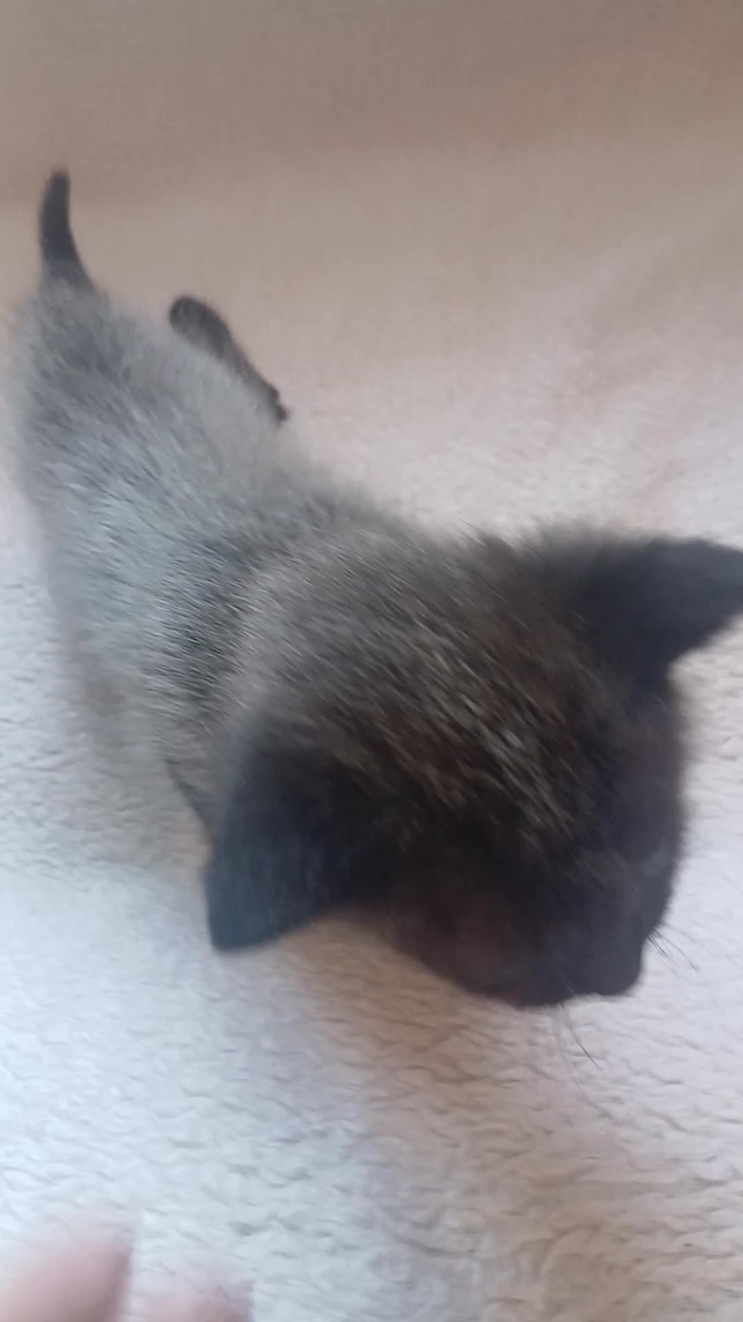 Mixed Breed cats for sale: Beautiful Ragdoll X Kittens - Video 1