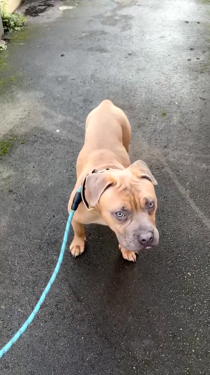 Mixed Breed dogs for sale: Teddy  - Video 1