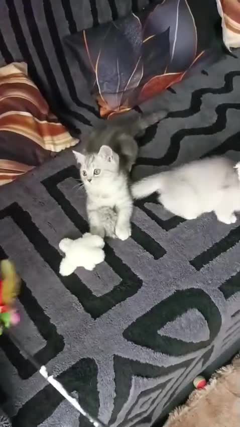 Scottish Fold cats for sale: Scottish fold kittens  - Video 4