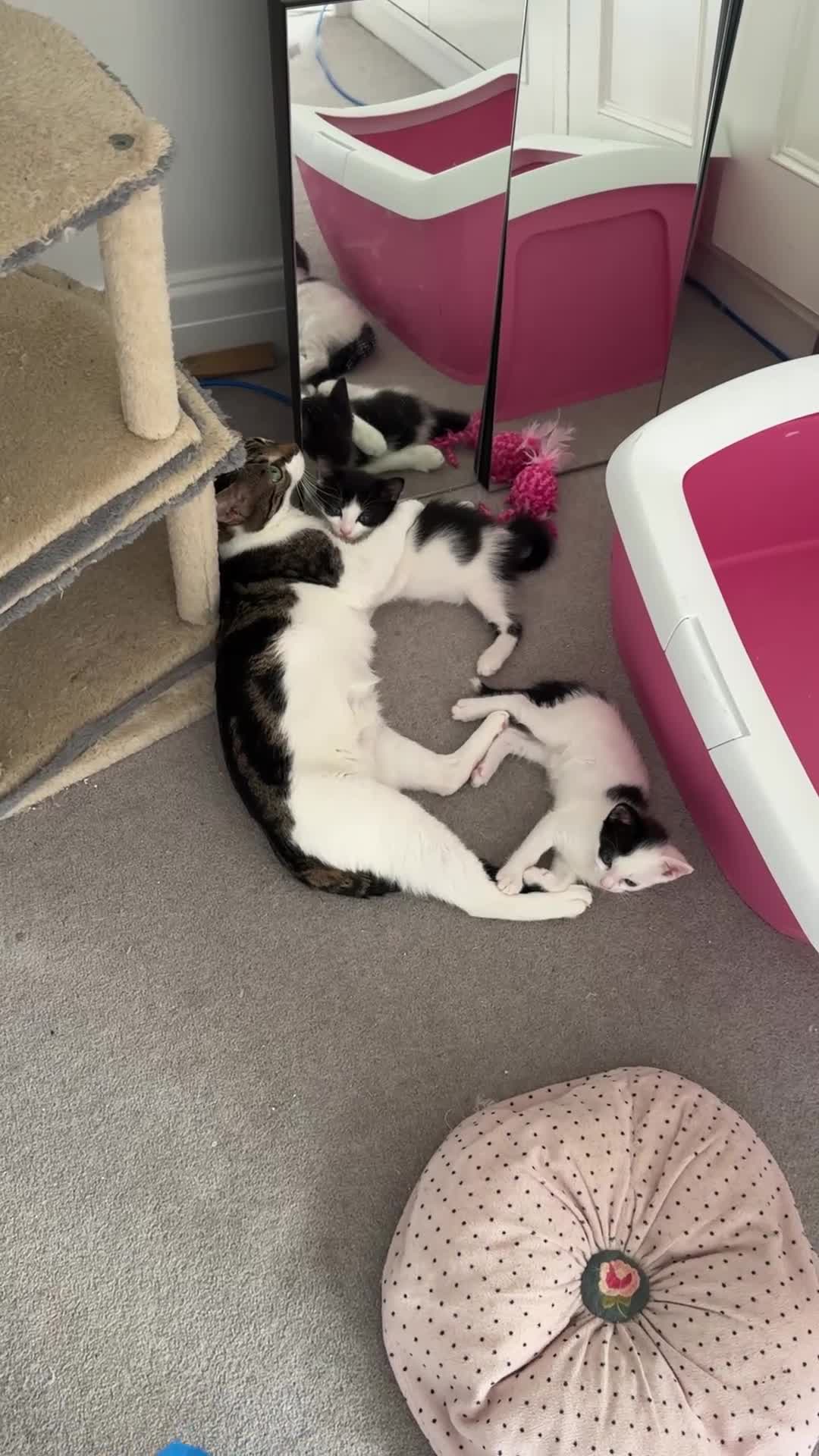 European cats for sale:  Two Kittens Looking for loving Home! 🏡❤️ - Video 3