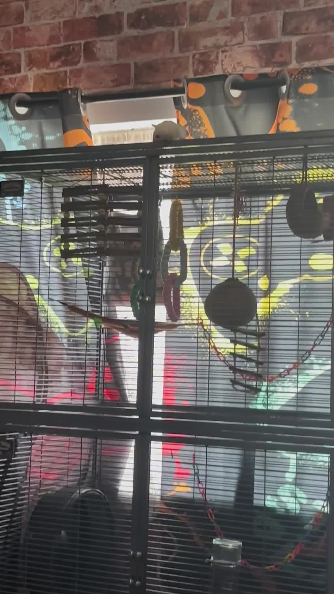 Sugar Glider rodents for sale: Twin sugar gliders - Video 1