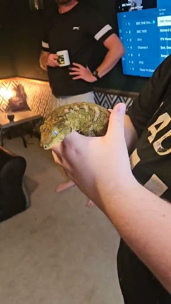 Gecko reptiles for sale: Leachie gecko - Video 1