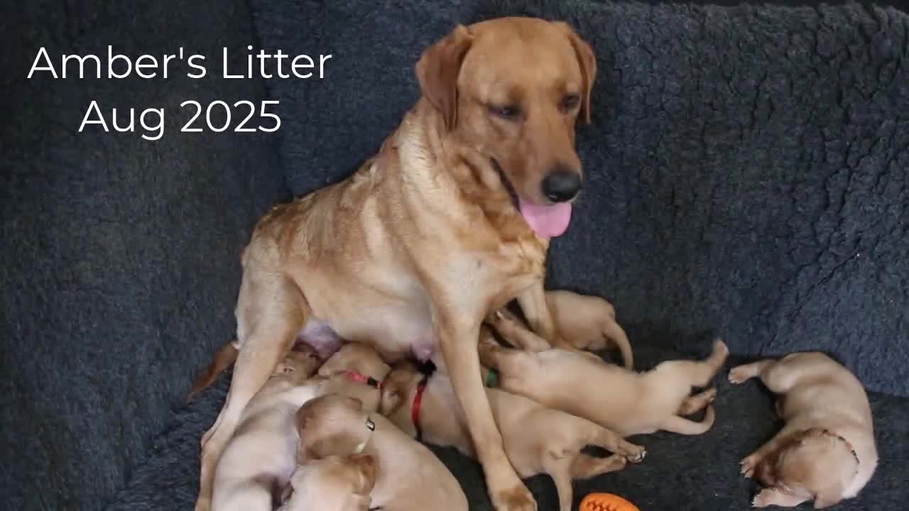 Labrador Retriever dogs for sale: Red Fox Labs : Health Checked-KC Reg-FTCH Pedigree - Video 3
