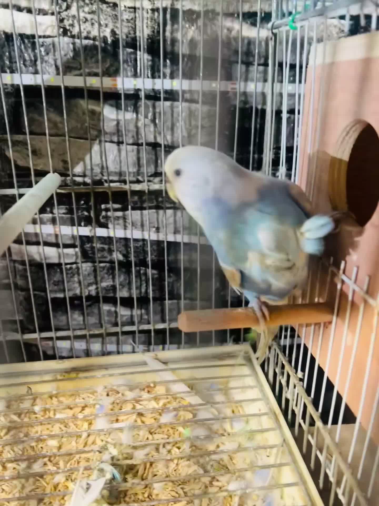 Budgerigars birds for sale: Various proven breeding pair budgies  - Video 1