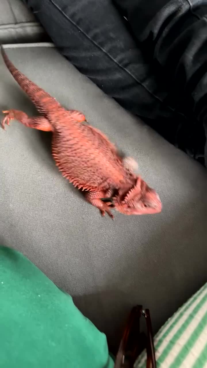 Bearded Dragon reptiles for sale: Red monster bearded dragon and full set up  - Video 1