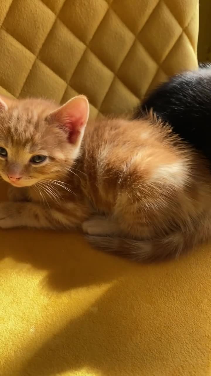 Mixed Breed cats for sale: 6 kittens are ready to go! - Video 1