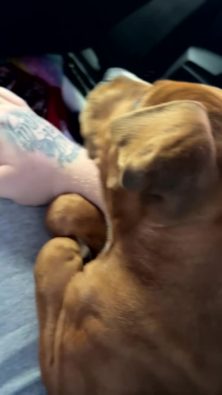 Staffordshire Bull Terrier dogs for sale: Staffordshire bull terrier  - Video 2