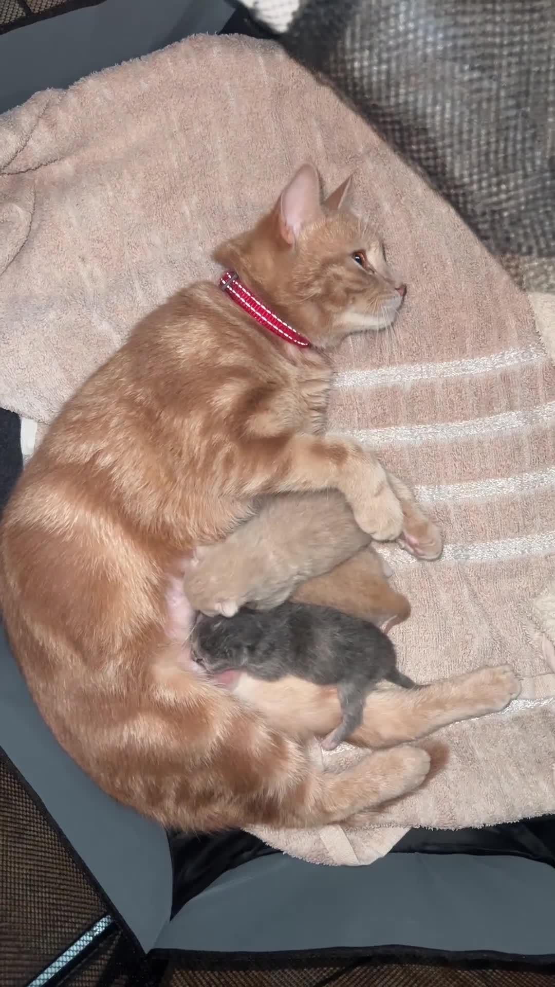 Mixed Breed cats for sale: 3 Rare coloured Fluffy kittens  in Birmingham - Video 2