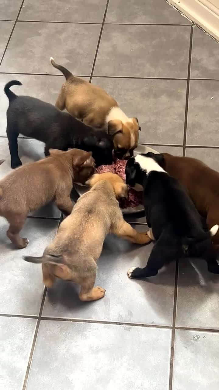 Mixed Breed dogs for sale: Fluffy frenchie x American bulldog puppies - Video 2