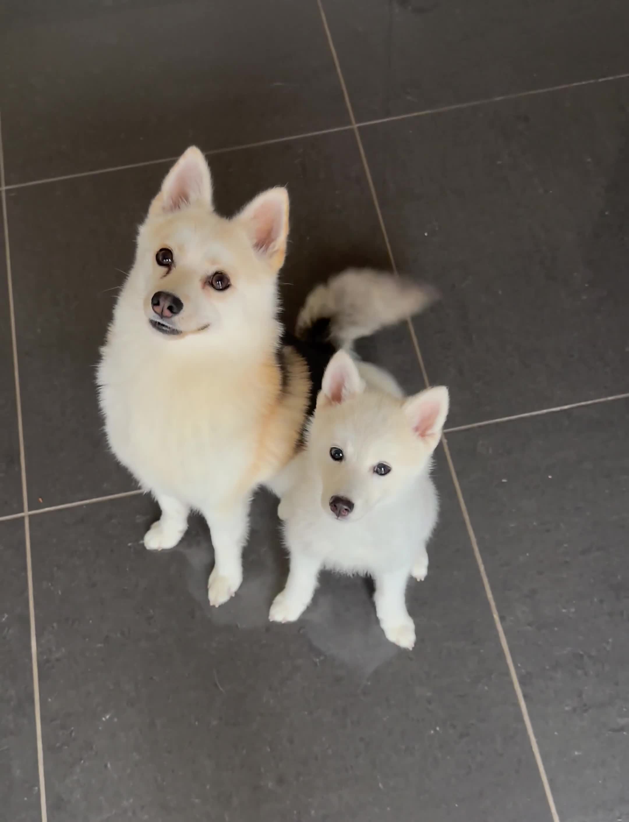 Pomsky dogs for sale: Pomsky F3 - Video 1