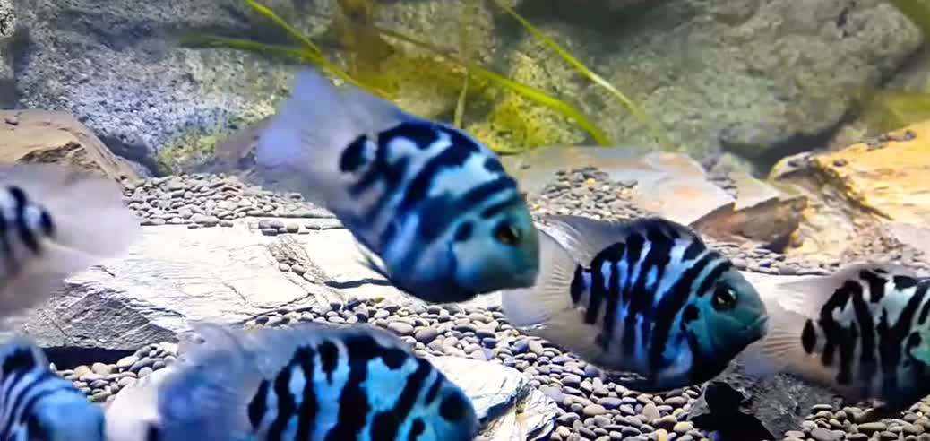 Cichlids fish for sale:  Polar Blue and Platinum white Parrot Cichlids in Portsmouth - Video 1