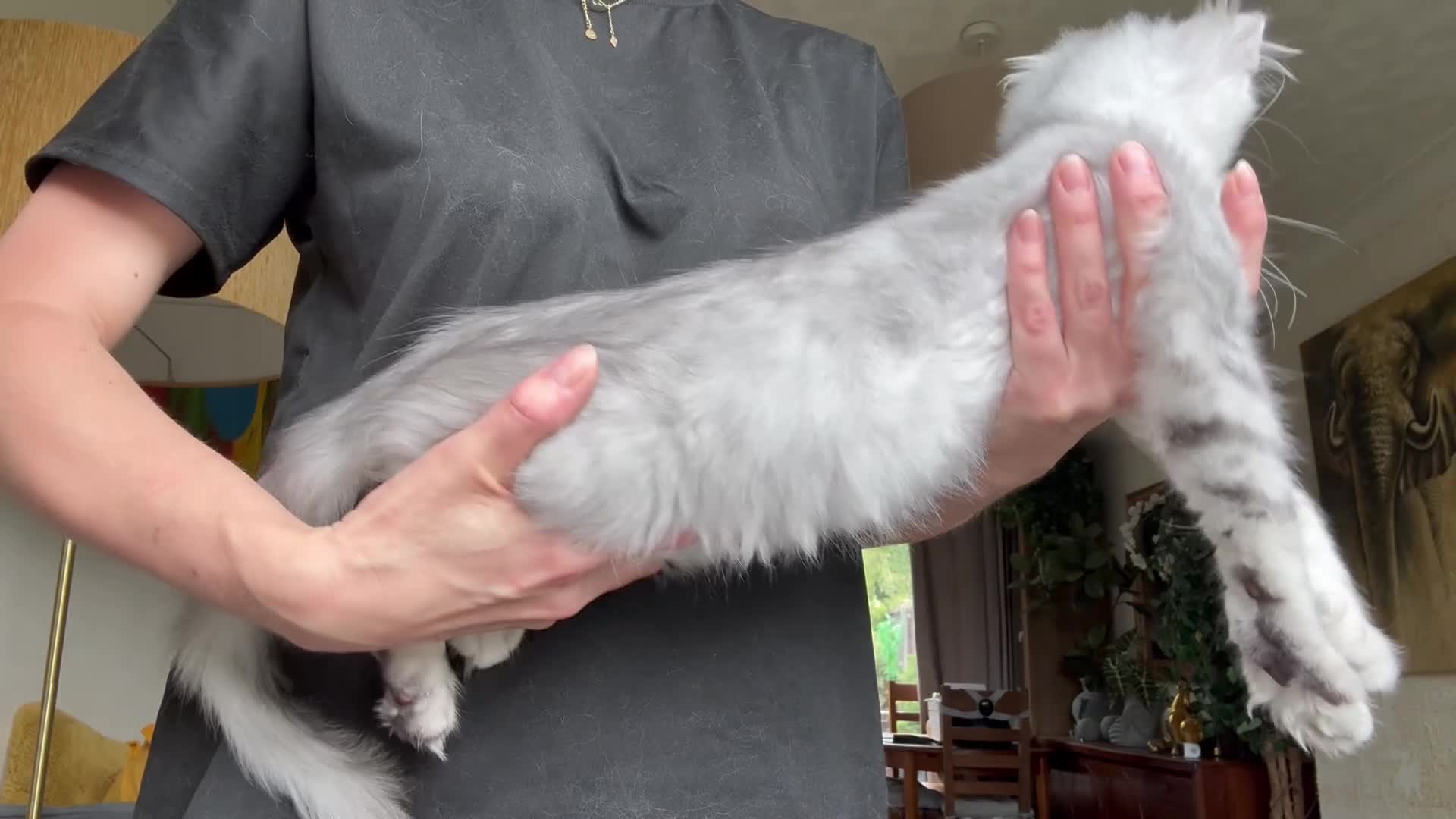 Maine Coon cats for sale: Mackerel tabby boys  - Video 1