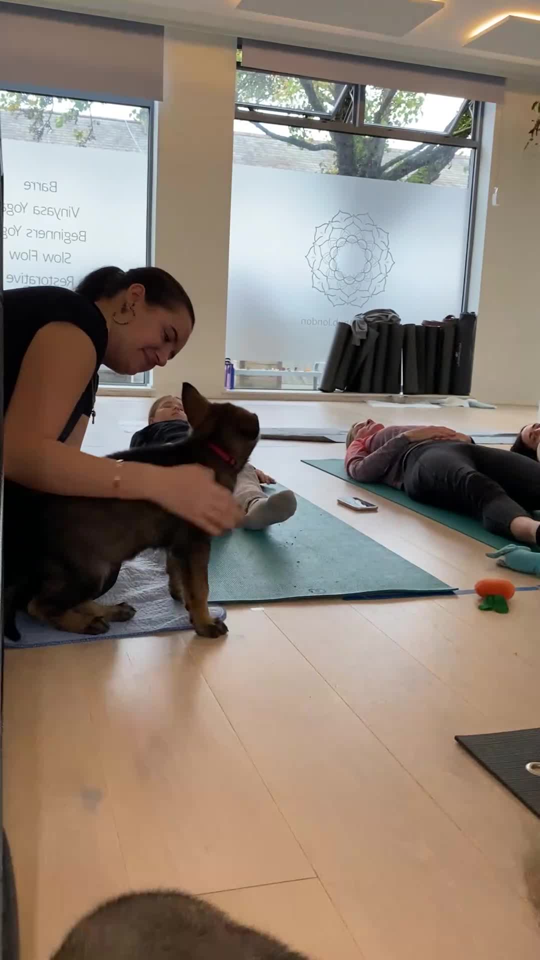 German Shepherd dogs for sale: 🐶 Outstanding Working line GSD puppies 🐶 - Video 2