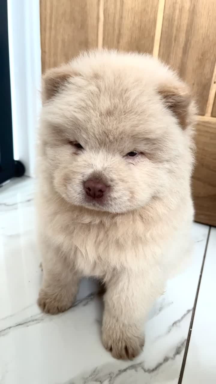 Chow Chow dogs for sale: READY TO LEAVE🏡 OUTSTANDING KC CHOWS🐻 - Video 1