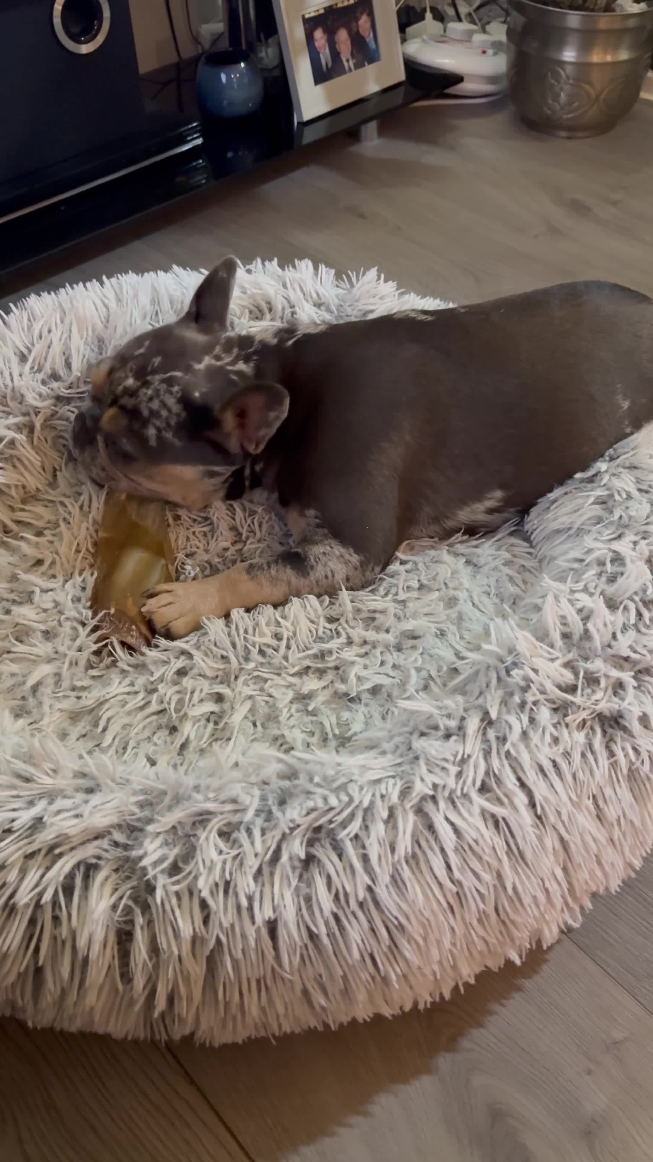 French Bulldog dogs for sale: Benji  - Video 1