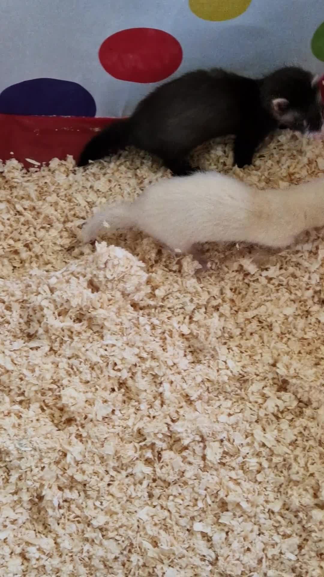 Ferret rodents for sale: Ferret kits - Video 1