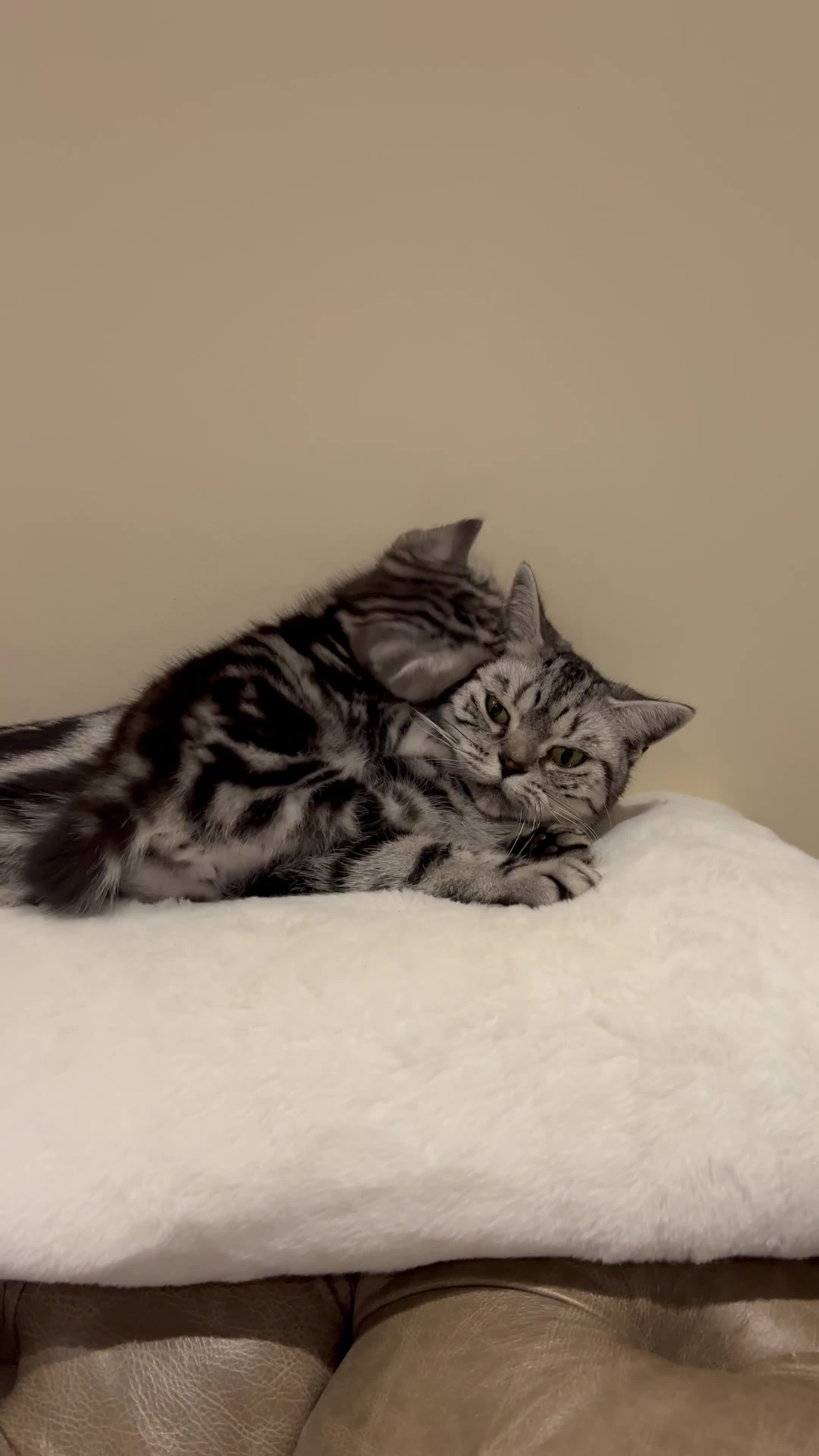 Scottish Fold cats for sale: Duke ( silver tabby Scottish straight)  - Video 1