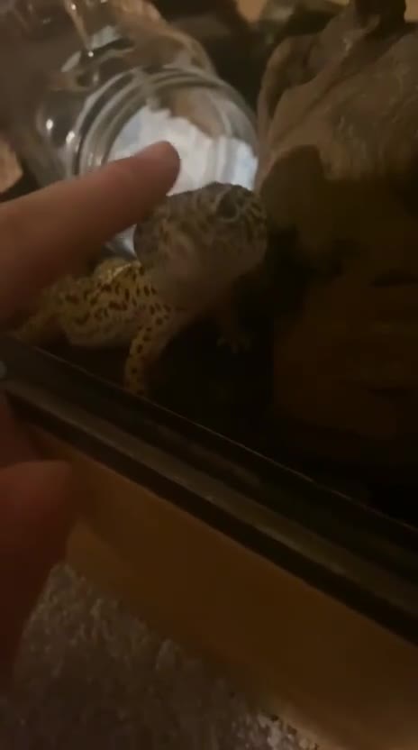 Leopard Gecko reptiles for sale: Adult leopard Gecko and full set up  - Video 1