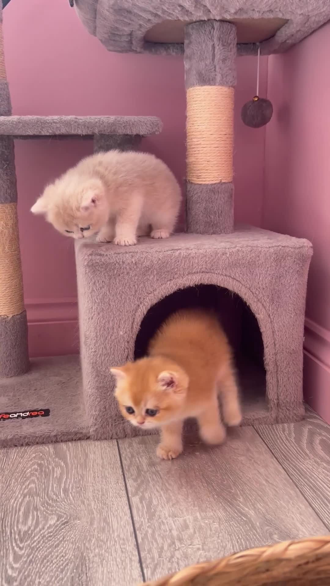 British Shorthair cats for sale: Premium Pedigree British Shorthair Golden Kittens - Video 1