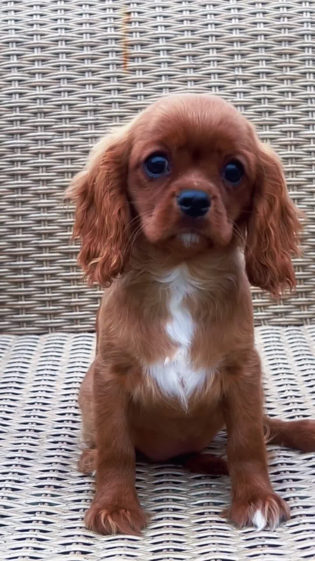Cavalier King Charles Spaniel dogs for sale: Top Quality Cavalier Puppies  - Video 1