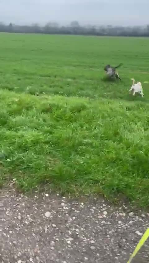 Mixed Breed dogs for adoption: Jeff is waiting for his forever  - Video 1