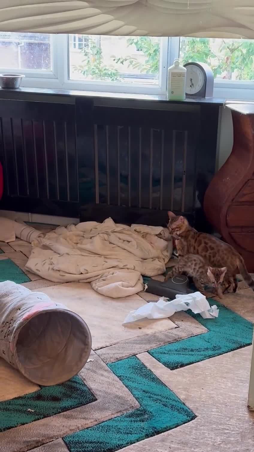 Bengal cats for sale: Registered bengal kittens - Video 1