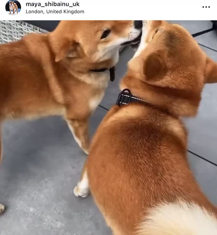 Japanese Shiba Inu dogs for sale: KC registered Clear DNA red Shiba Inu male puppy  - Video 1