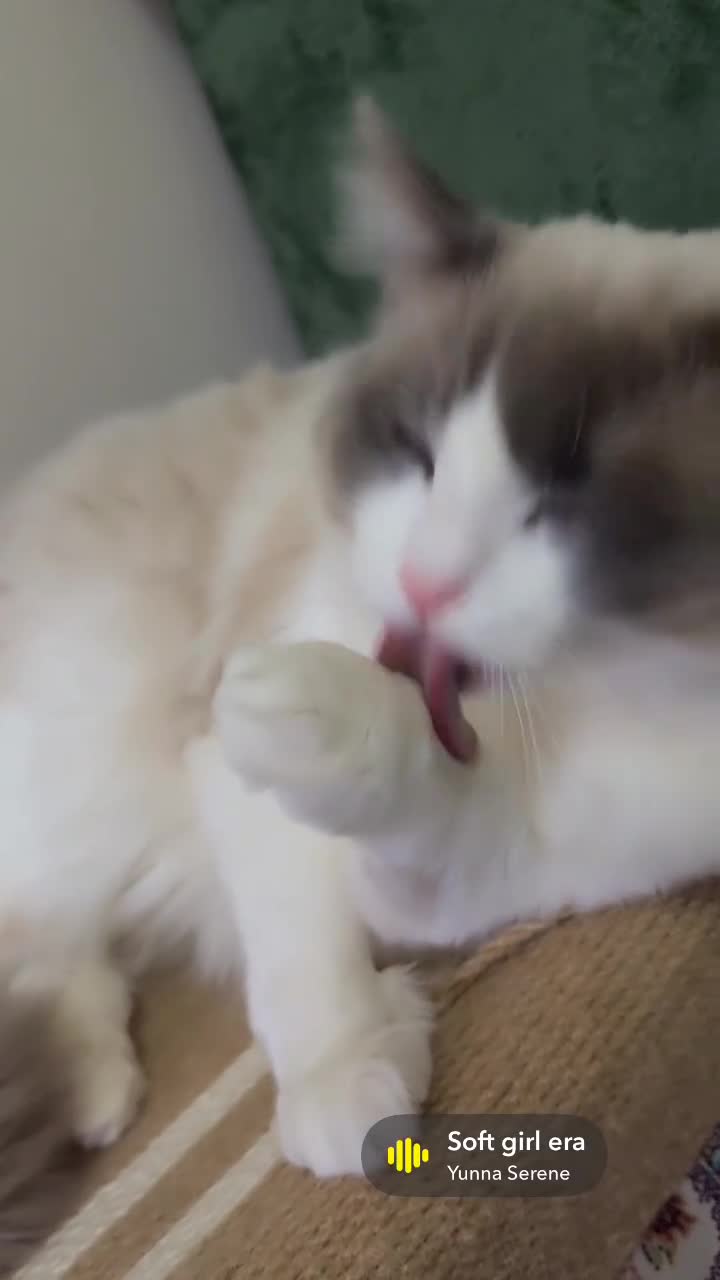 Ragdoll cats for sale: Male Ragdoll 1.3 years old - Video 1