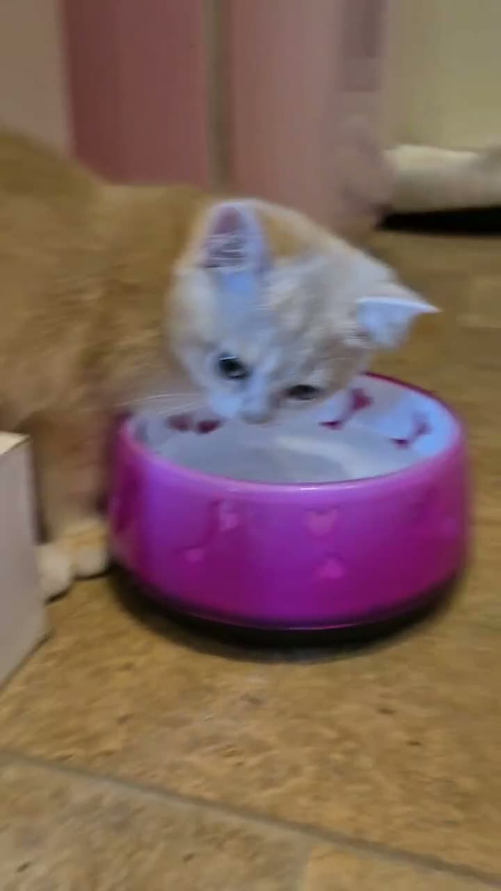 British Shorthair cats for sale: The Tik Tok Party kittens  - Video 2