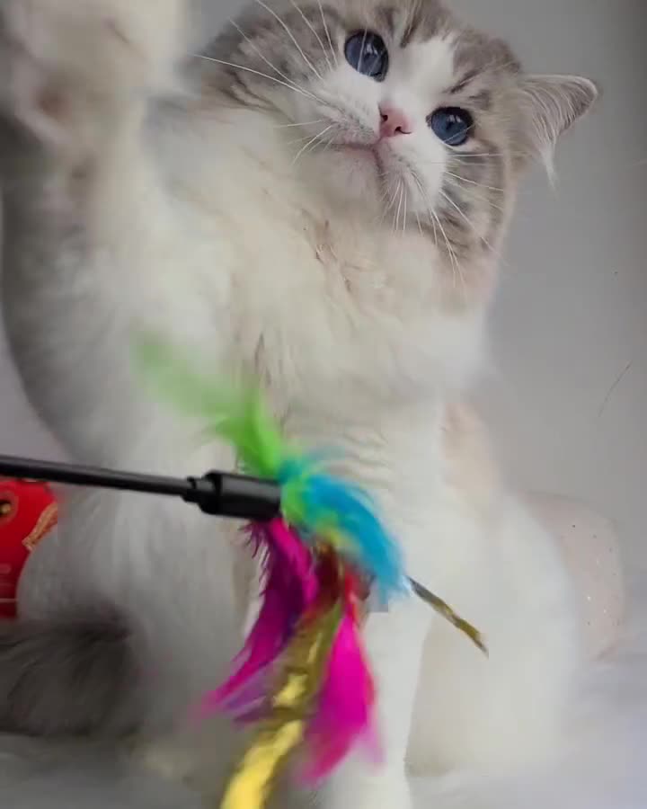 Ragdoll cats for sale: Retired Blue Lynx Bicolor Male Show Quality  - Video 4