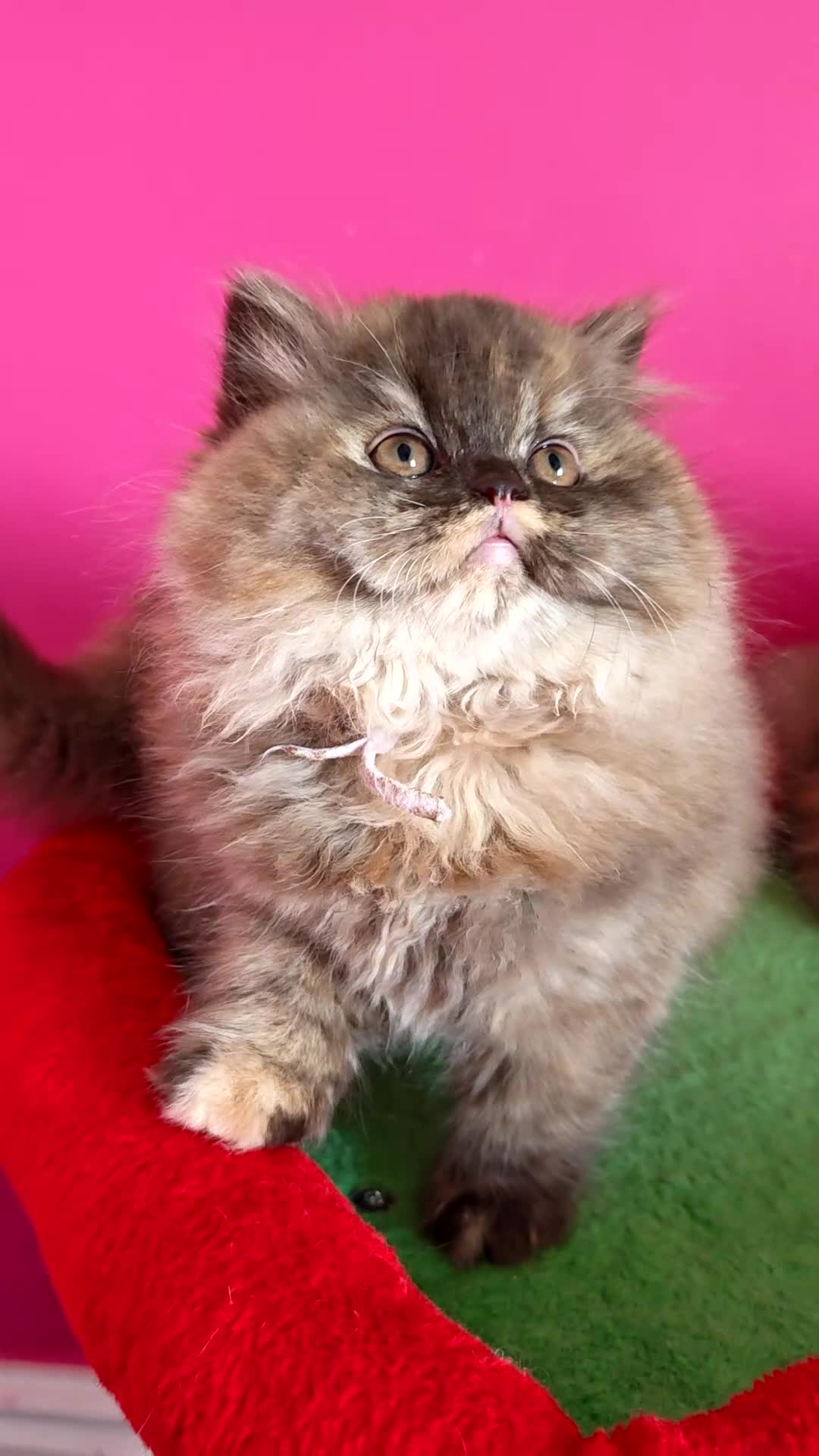 British Longhair cats for sale: British Longhair Chocolate tortie ready to leave  - Video 2