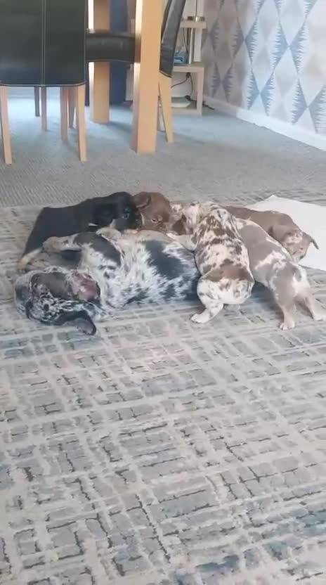 French Bulldog dogs for sale: French bulldogs for sale ready in 3 weeks - Video 2