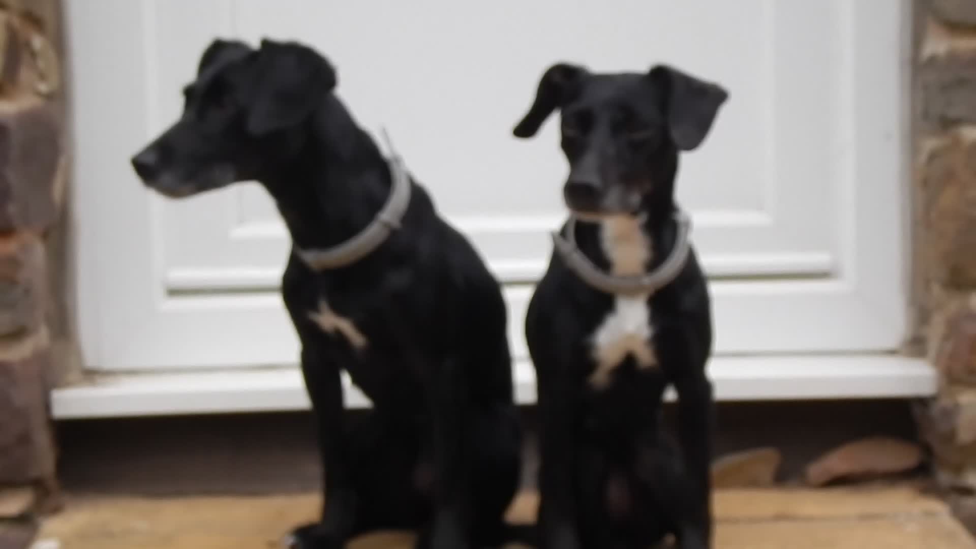 Mixed Breed dogs for sale: Two 8-year-old Cocker-Jack sisters - Video 1