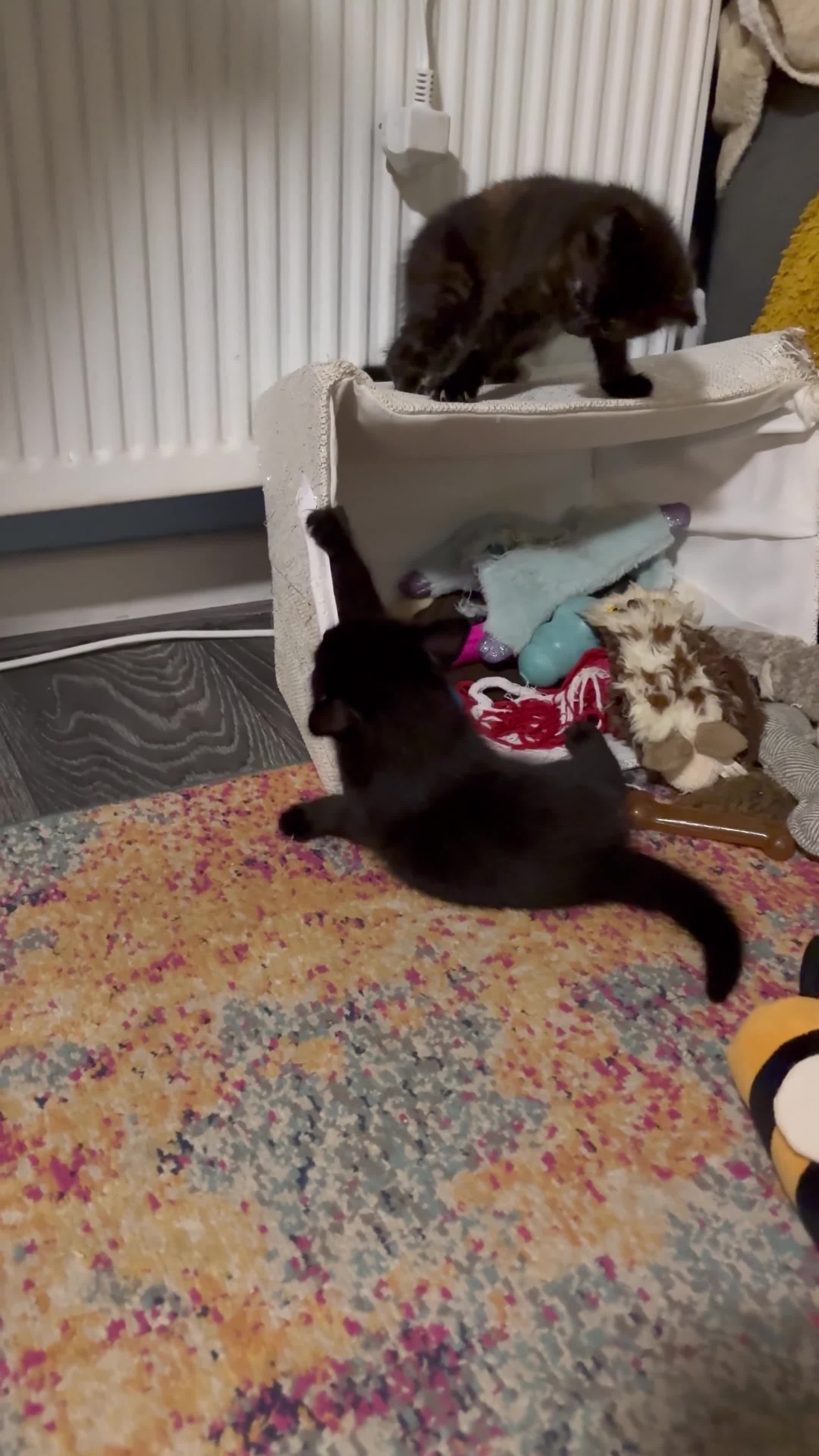 Domestic Shorthair cats for sale: 1 male black (ghost tabby) kitten - Video 1