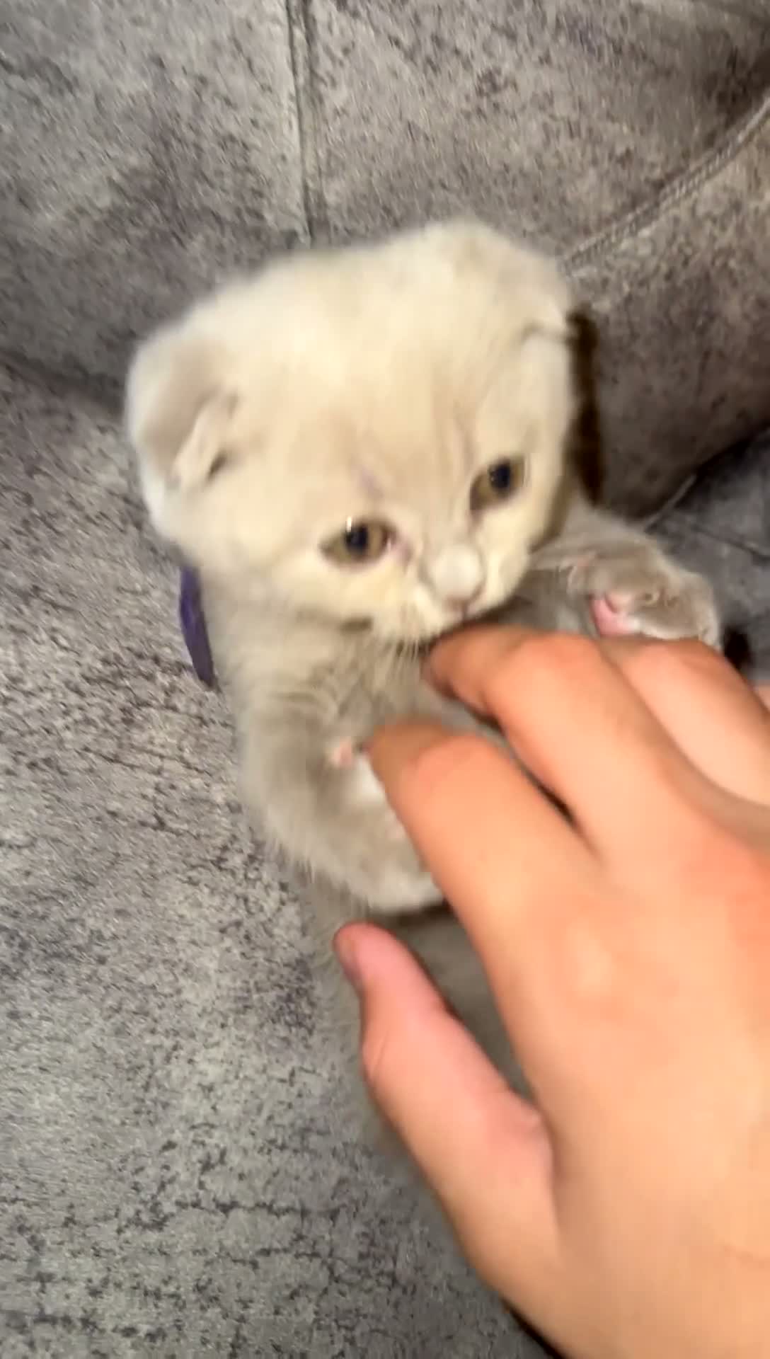 Scottish Fold cats for sale: 3 Lilac Scottish fold x British shorthairs£800-100 - Video 4