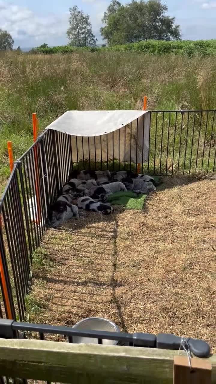 German Wirehaired Pointer dogs for sale: Ready to go Wiredhaired German pointer pups  - Video 2