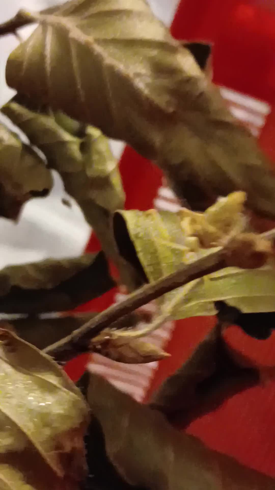 Praying Mantis invertebrates for sale: Timor Shield praying mantis - Video 1