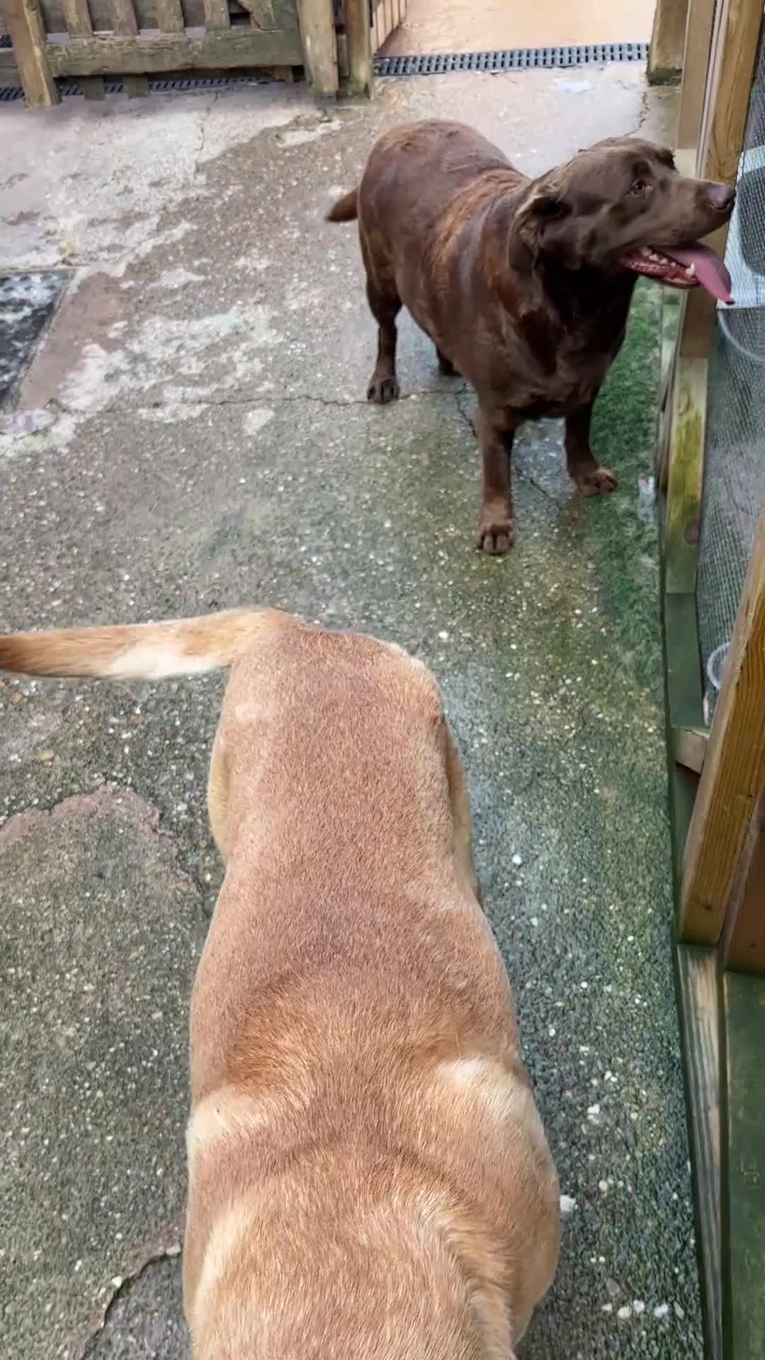 Labrador Retriever dogs for sale: Labrador male and female for sale - Video 1