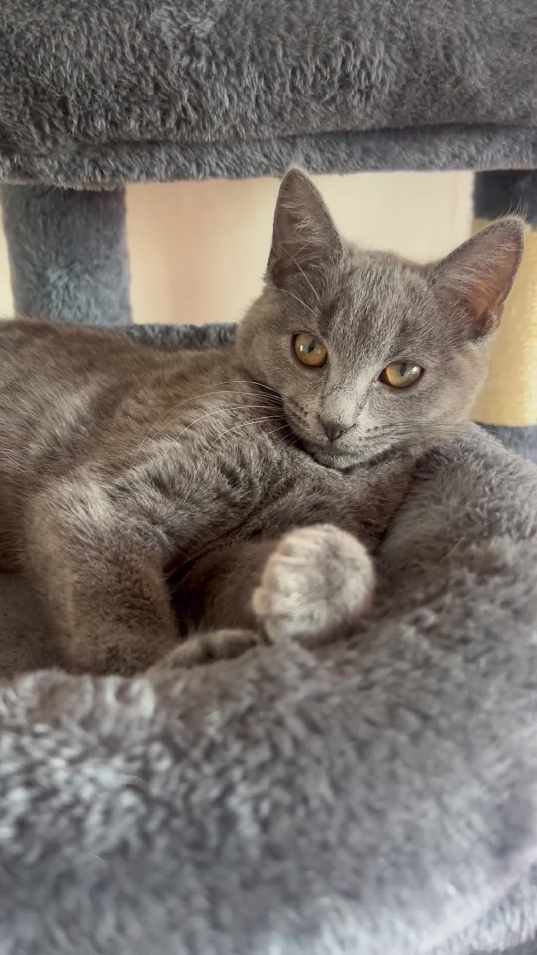 Mixed Breed cats for sale: Beautiful gray female kitten - Video 1