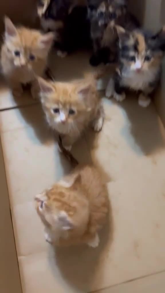 Mixed Breed cats for sale: Mainecoon cross - Video 3
